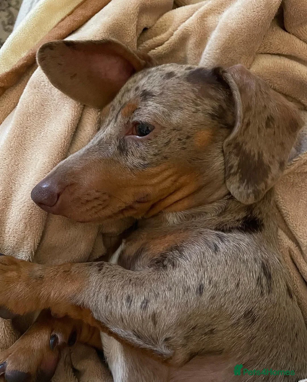 Miniature Dachshund dogs for sale: Mr & Mrs KC Miniature Dachshunds  - Advert 13