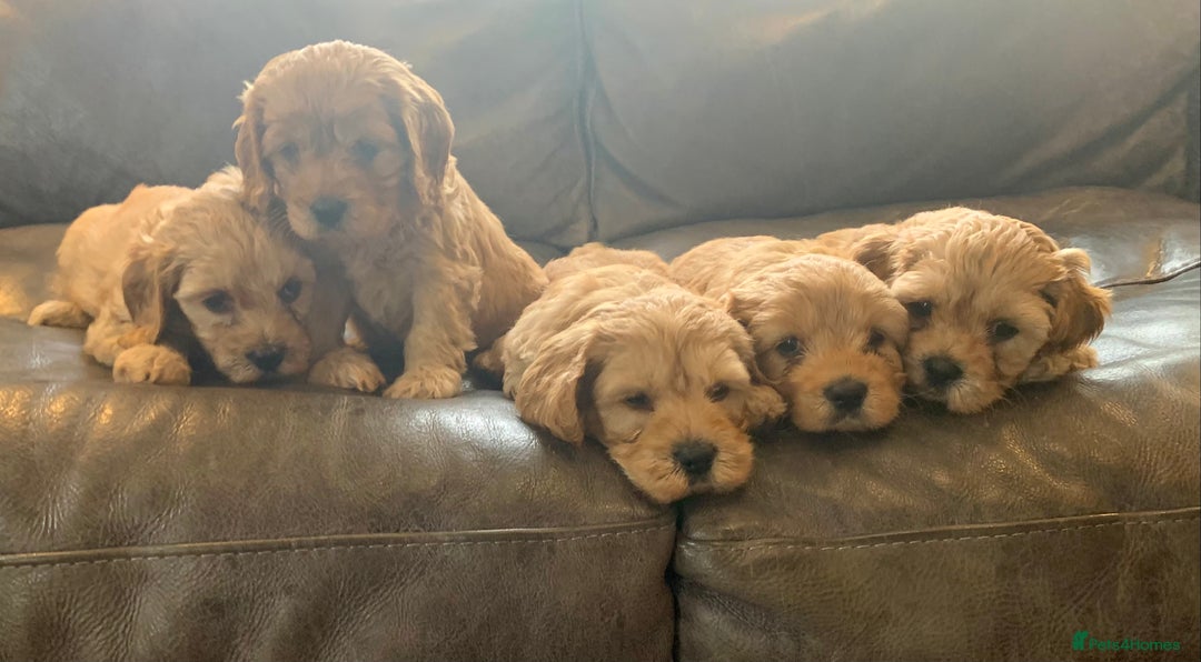 Cavapoo dogs for sale: Outstanding F1 Apricot Cavapoo puppies  - Image 22
