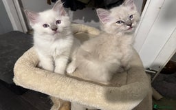 Ragdoll cats for sale: Blue ragdoll kittens - Image 1