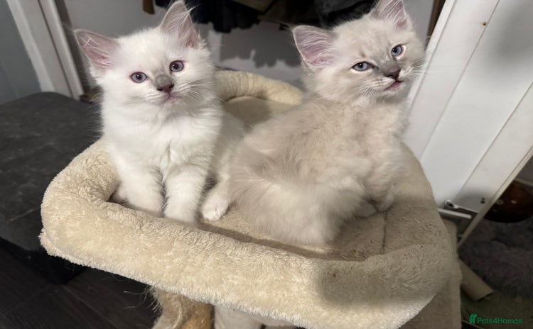 Ragdoll cats - Advert 1