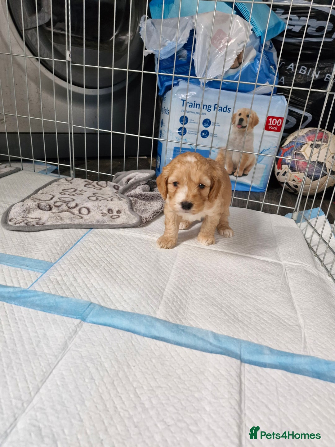 Cockapoo dogs for sale: F1 COCKERPOO PUPPIES FOR SALE  - Image 10