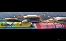 French Bulldog dogs for sale: French bulldog puppies  - Image 2