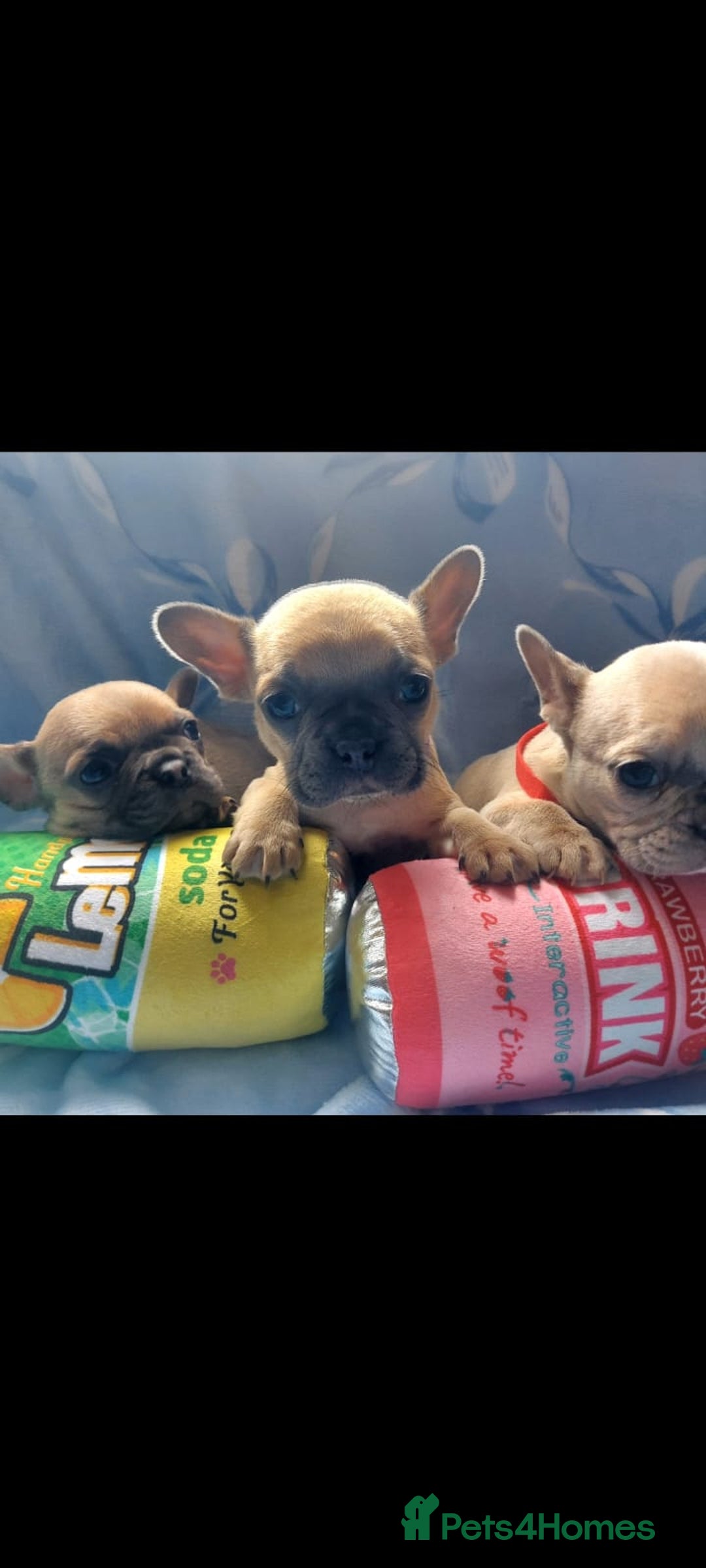 French Bulldog dogs for sale: French bulldog puppies  - Image 2