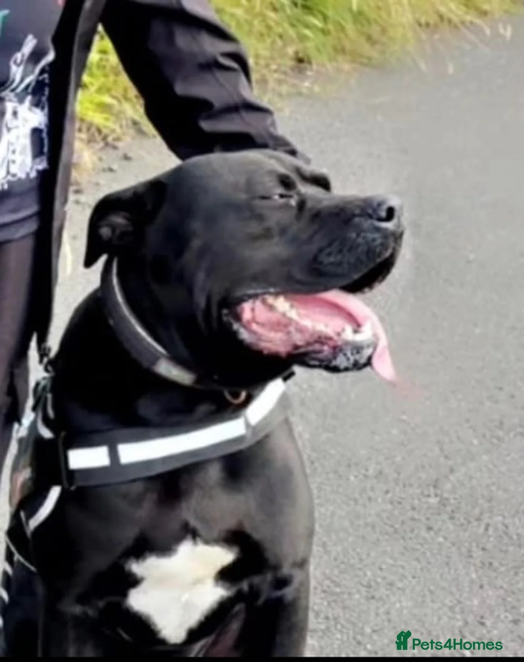 Cane Corso dogs for sale: Cane corso for free! - Advert 2