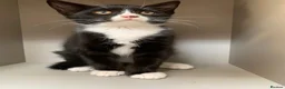 Mixed Breed cats for sale: Tuxedo kitten  - Advert 2