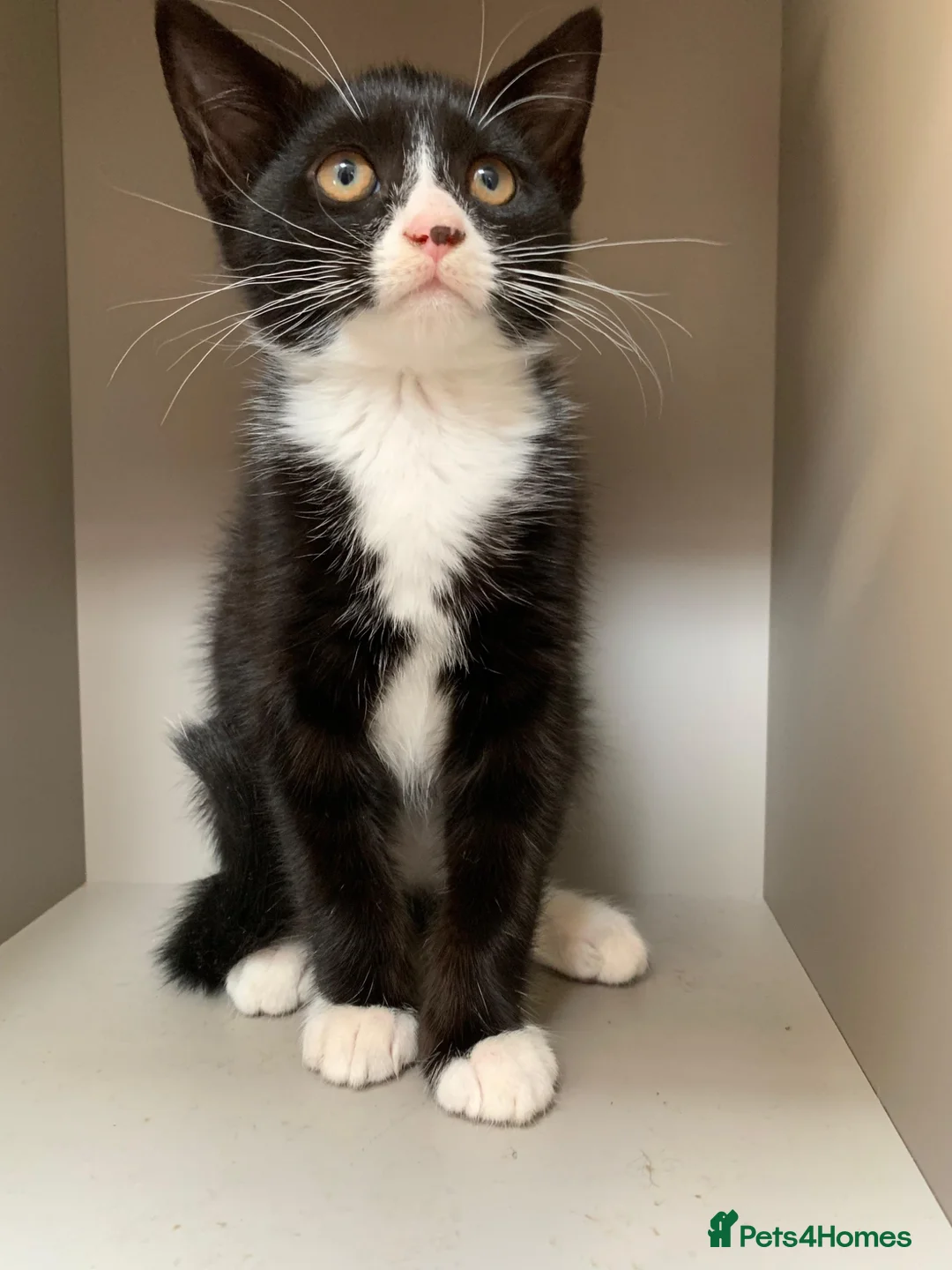 Mixed Breed cats for sale: Tuxedo kitten  - Advert 2