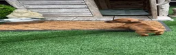 Miniature Dachshund dogs for sale: Miniature Daschund  - Advert 23