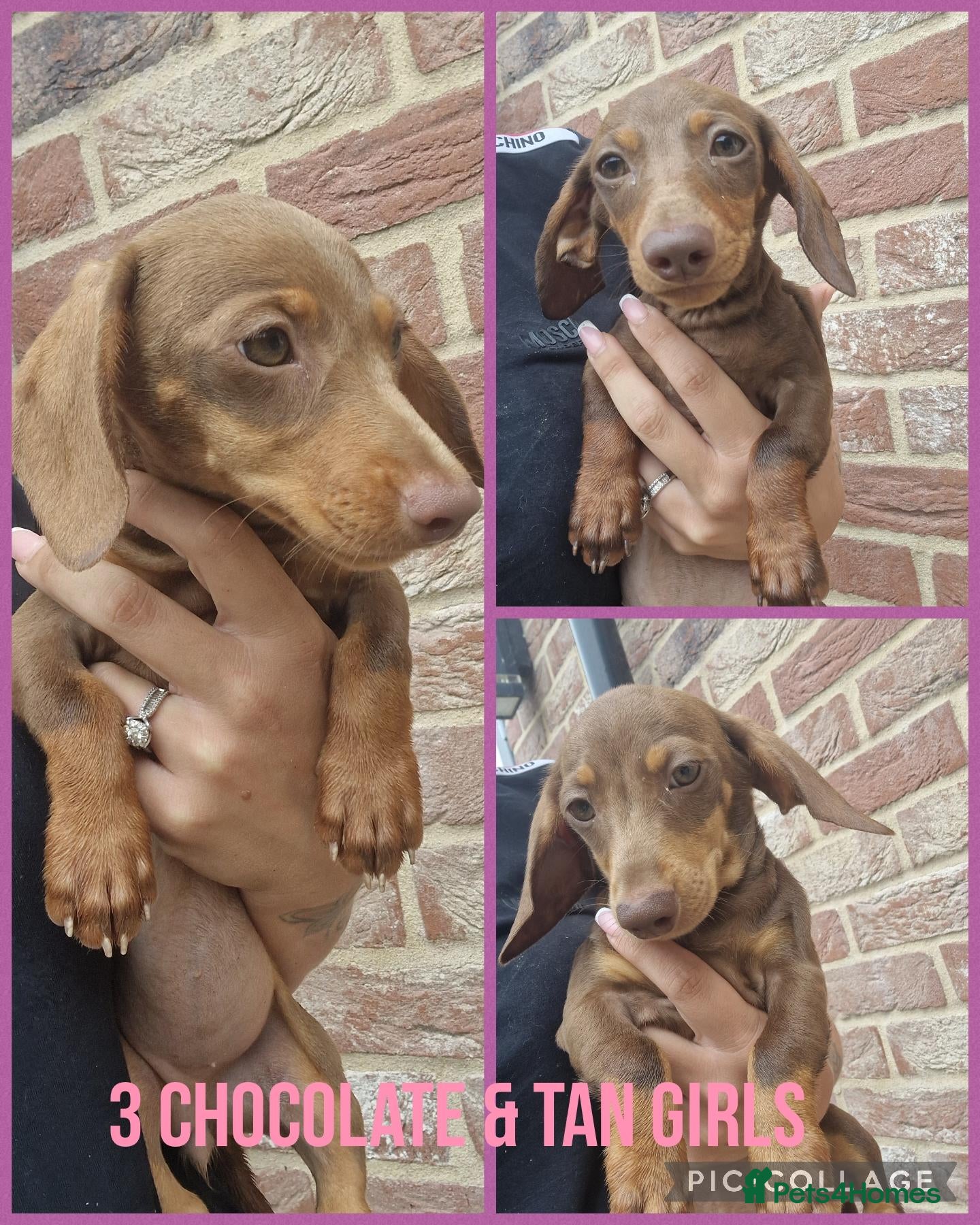 Miniature Dachshund dogs READY NOW Choc&tan mini daxies available 3 left - Advert 12