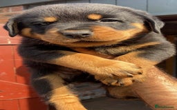 Rottweiler dogs for sale: Stunning KC Registered Rottweiler Puppies  - Image 6
