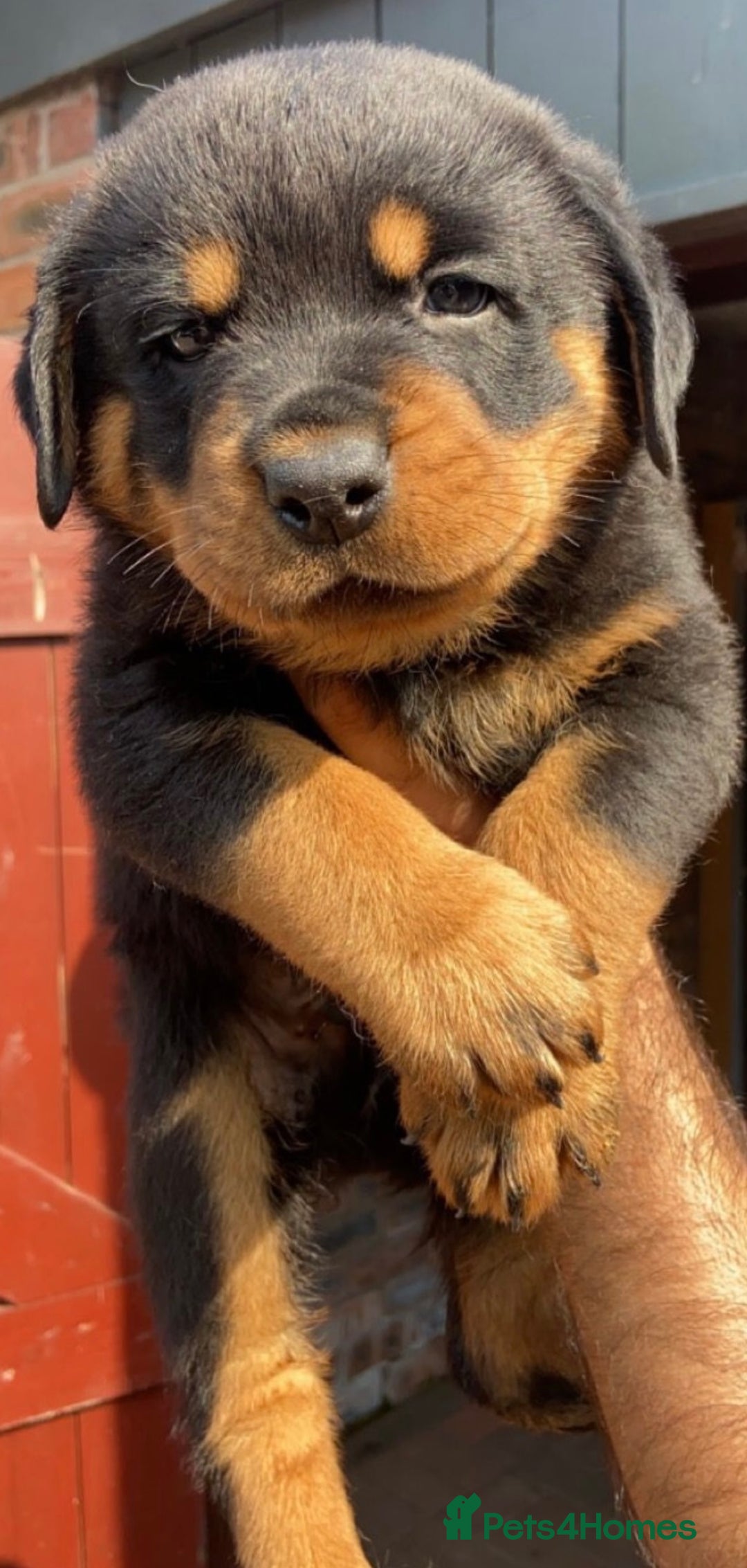 Rottweiler dogs for sale: Stunning KC Registered Rottweiler Puppies  - Image 6