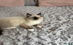 Ragdoll cats for sale: Ragdoll kittens - Image 18