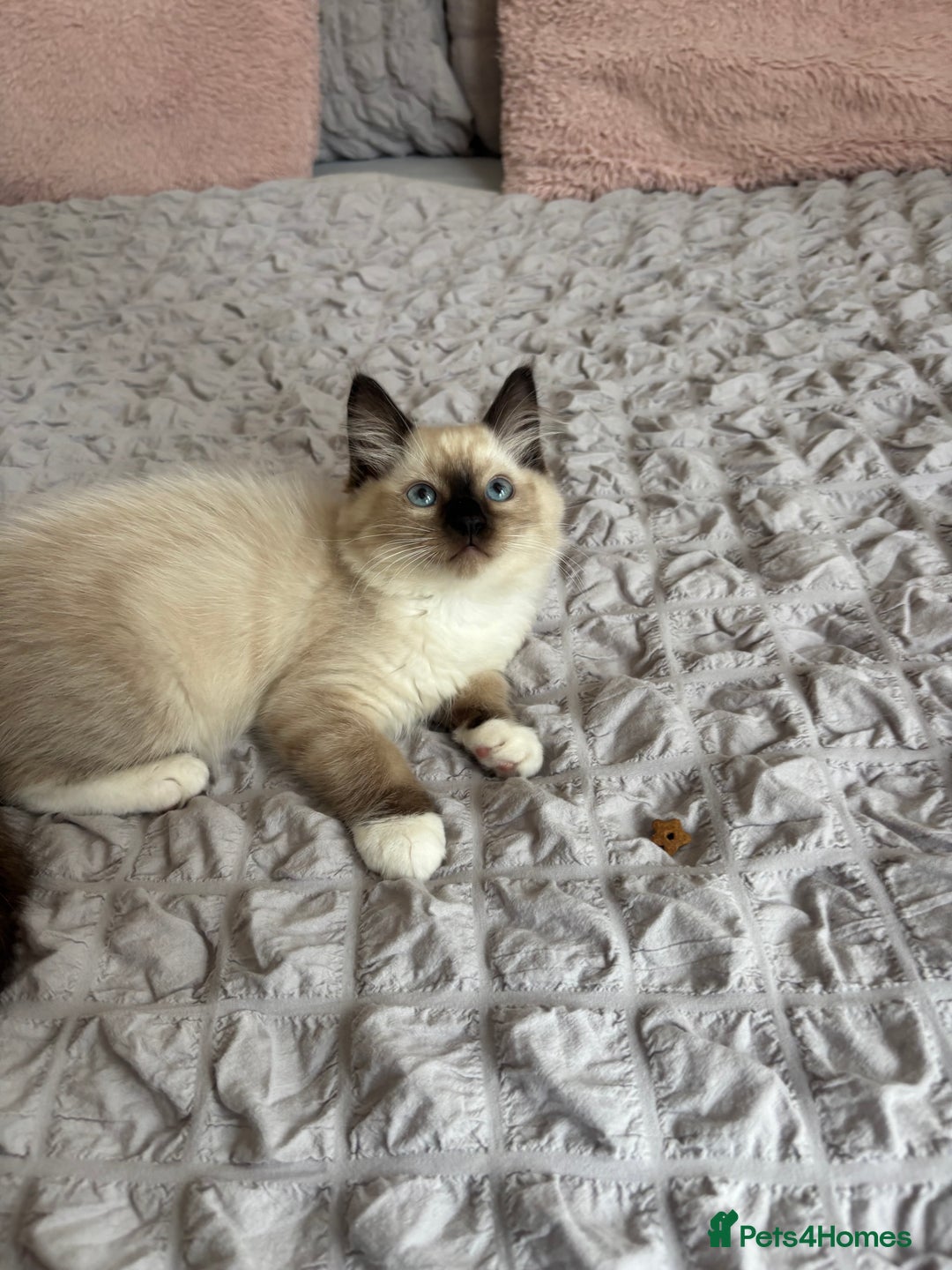 Ragdoll cats for sale: Ragdoll kittens - Image 18