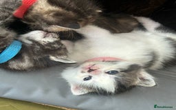Mixed Breed cats for sale: Adorable Kittens Available  - Image 4