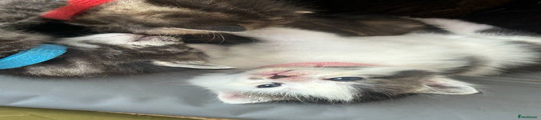 Mixed Breed Kitten 2