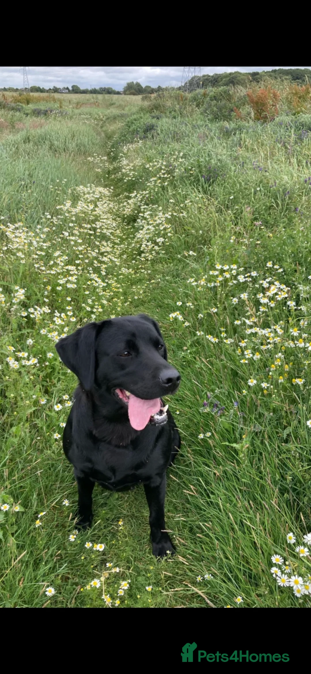 Labrador Retriever dogs for sale: RKC Black Labrador Puppies for Sale - Advert 2