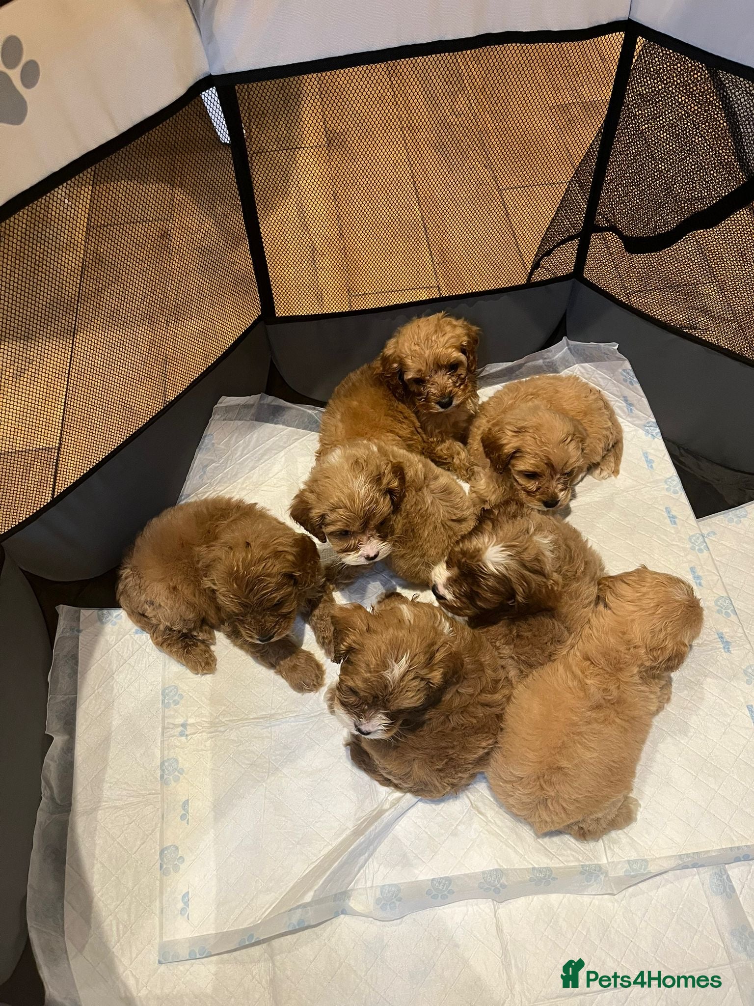 Cavapoo dogs CAVAPOO PUPPIES  - Advert 4