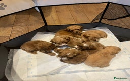 Cavapoo dogs for sale: CAVAPOO PUPPIES  - Advert 1