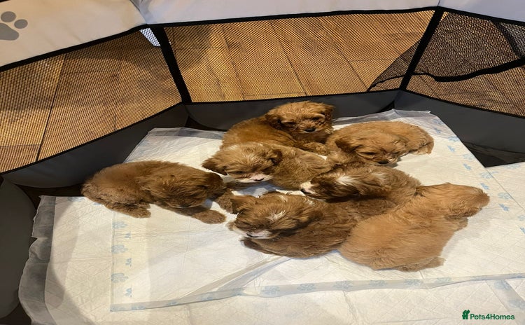 Cavapoo dogs CAVAPOO PUPPIES  - Advert 1