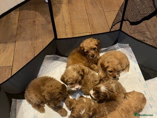 Cavapoo dogs CAVAPOO PUPPIES - Advert 1