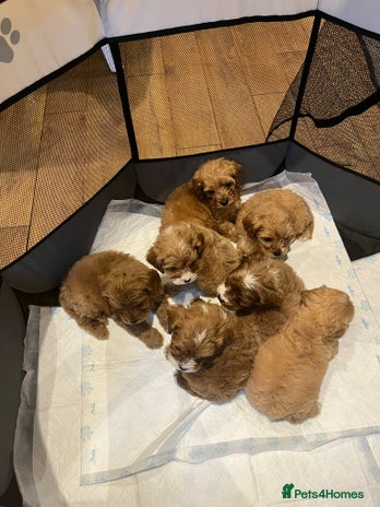 Cavapoo dogs CAVAPOO PUPPIES - Advert 2