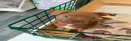American Bully dogs for sale: Pocket Bully bitches available !  - Advert 13