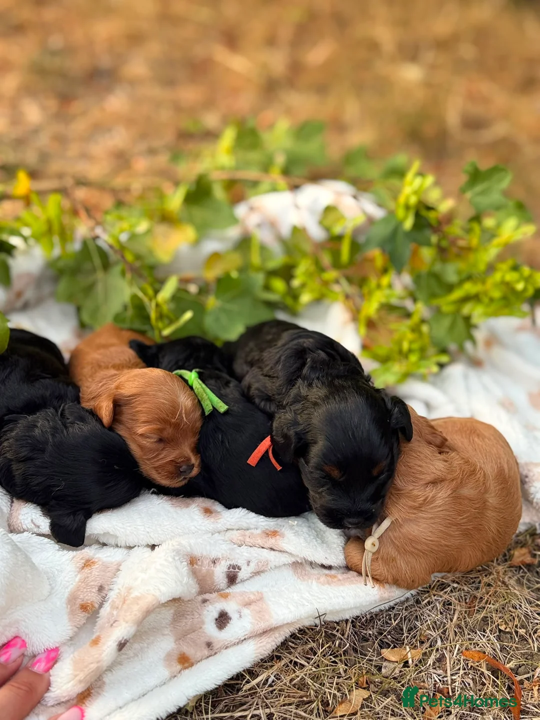 Toy Poodle dogs for sale: Toy Poodle Puppies - Advert 2