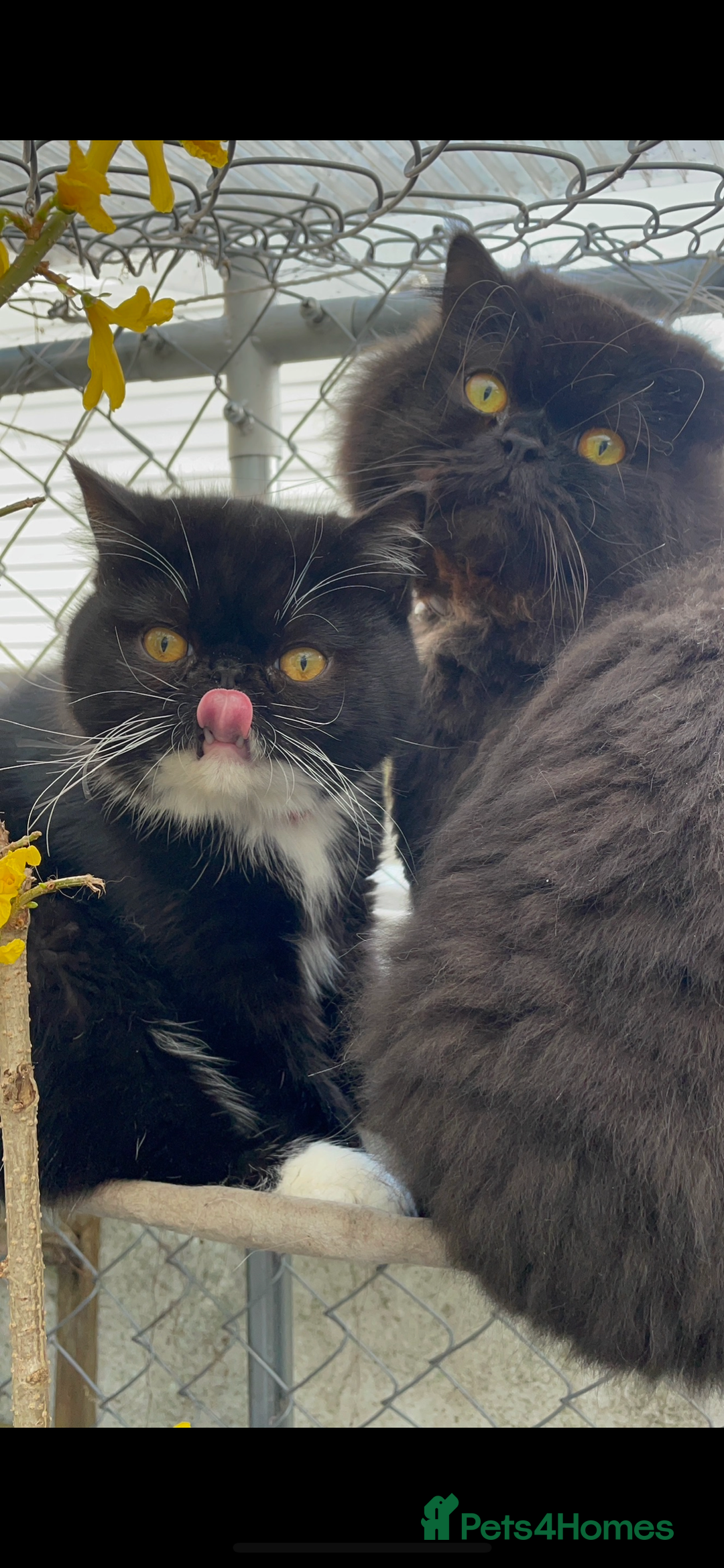 Persian cats for sale: Persian exotic cats - new homes needed - Image 8