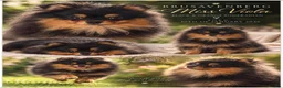 Pomeranian dogs for sale: BLACK&ORANGE FEMALE - Advert 1