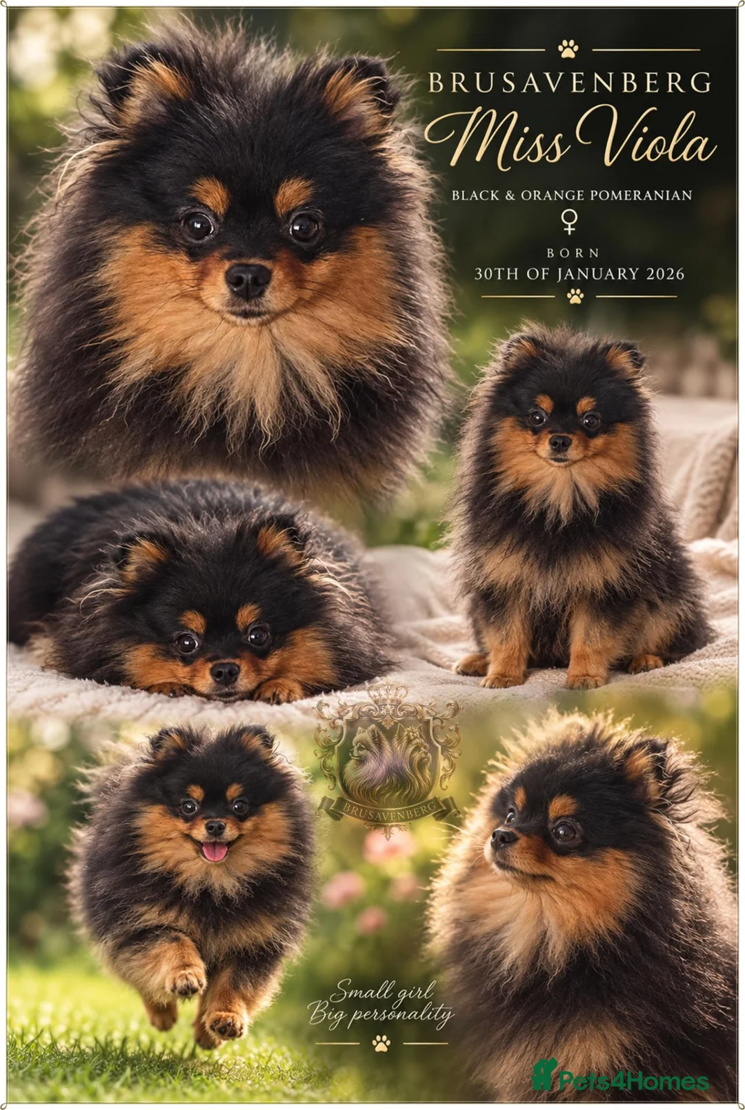 Pomeranian dogs for sale: BLACK&ORANGE FEMALE - Advert 1