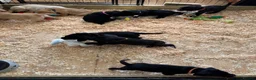 Labrador Retriever dogs for sale: Labrador - Advert 12