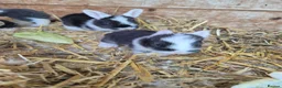 Continental Giant rabbits for sale: Rabbit in Skelmersdale - Advert 3