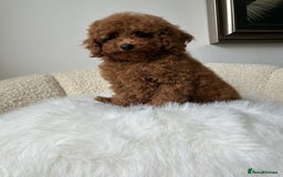 Cockapoo dogs for sale: Beautiful Toy Poodles Pups  - Image 3