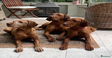 Hungarian Vizsla dogs - Advert 7