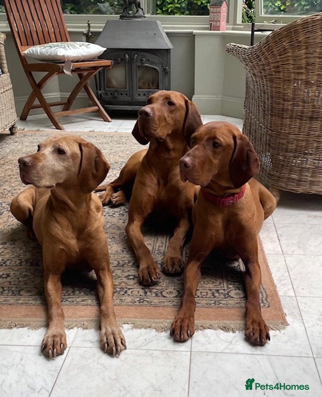 Hungarian Vizsla dogs for sale: Exceptional KC registered Hungarian Vizsla Litter - Image 3
