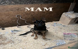 German Shepherd dogs for sale: German Shepard Puppies - Image 3