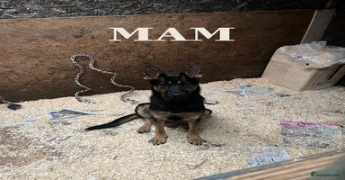 German Shepherd dogs - Advert 10