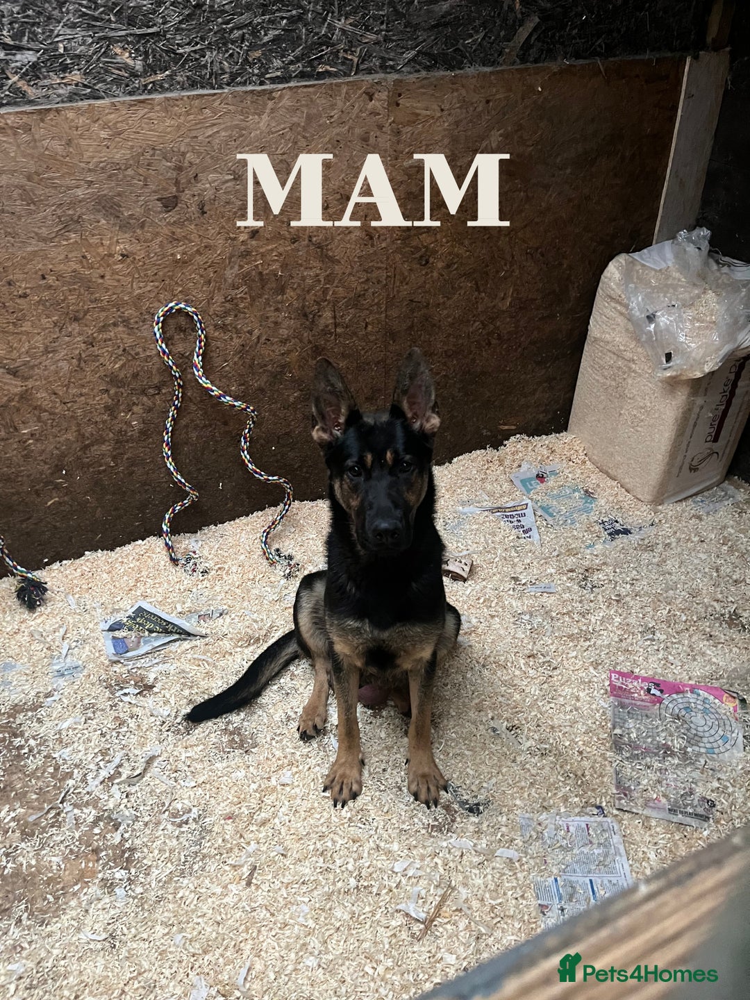 German Shepherd dogs for sale: German Shepard Puppies - Image 3