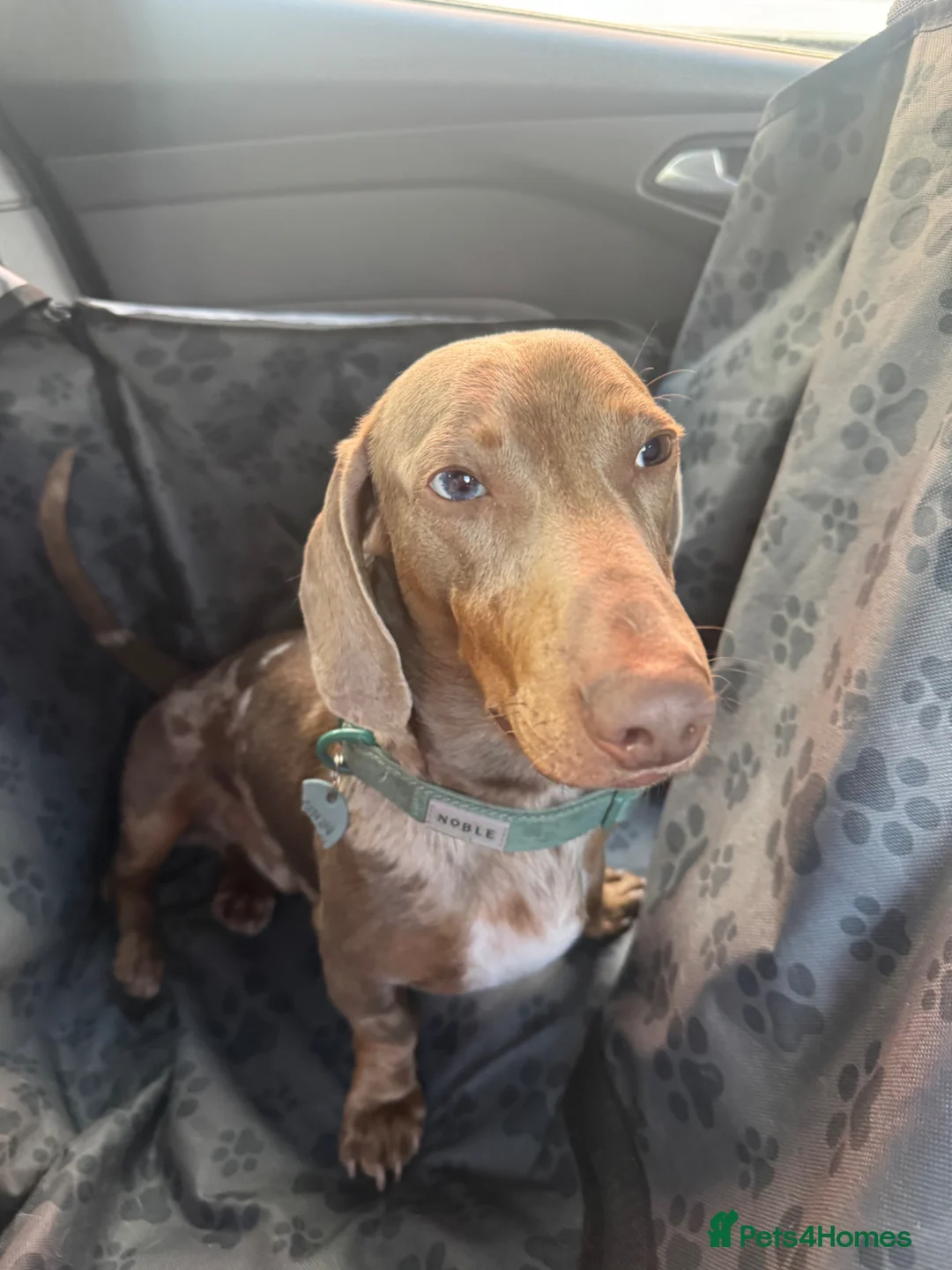 Dachshund dogs for sale: Dachshund  - Advert 1