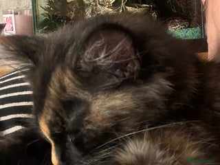 Domestic Shorthair cats - Advert 2