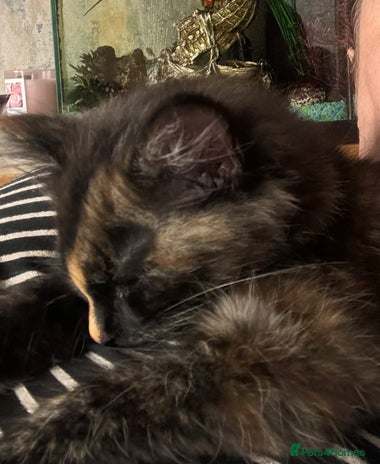 Domestic Shorthair cats - Advert 1