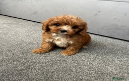 Cavapoo dogs for sale: Stunning F1 Cavapoos kc reg parents  - Image 6