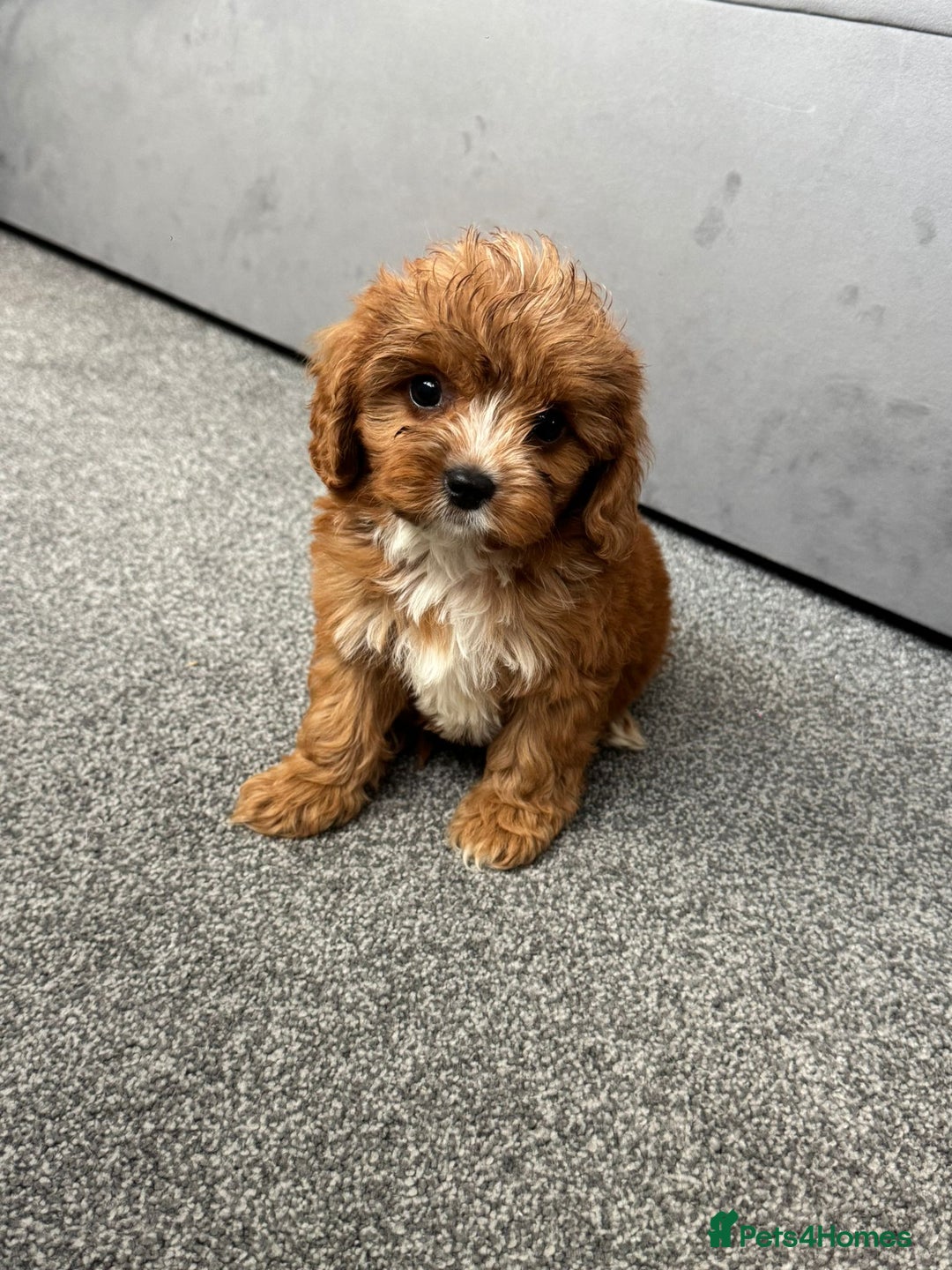 Cavapoo dogs for sale: Stunning F1 Cavapoos kc reg parents  - Image 6