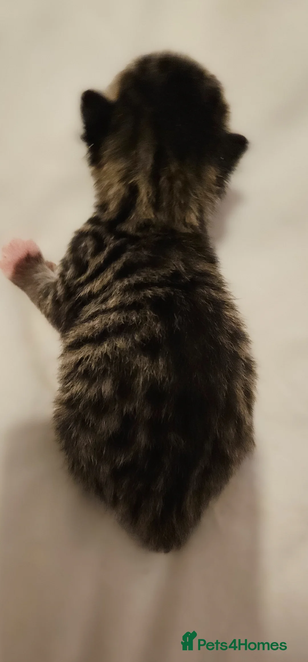 Mixed Breed cats for sale: 1 week old beautiful mixed breed kittens  - Advert 13