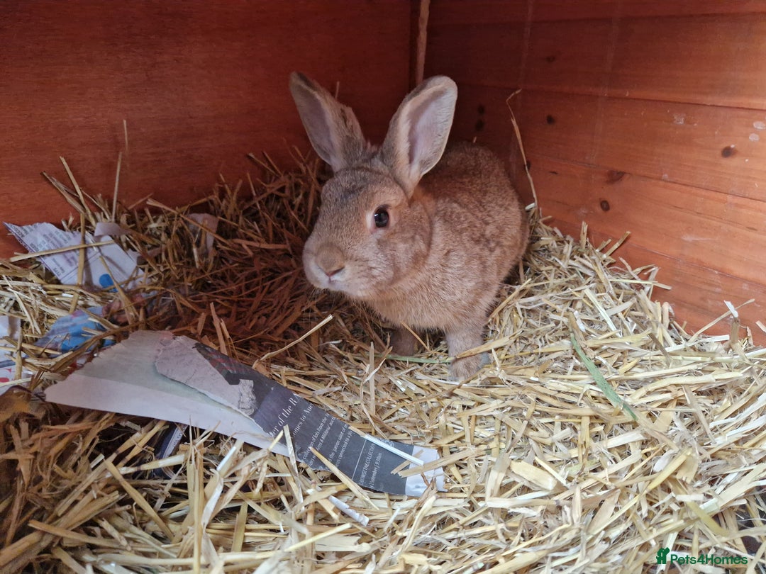 Mixed Breed rabbits for sale: Gorgeous tempered cute bonded mother daughter duo  - Image 7