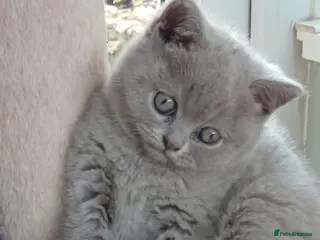 British Shorthair cats Gorgeous British short-hair kittens - Advert 13