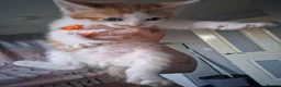 Mixed Breed cats for sale: Kittens  in Wolverhampton - Advert 2