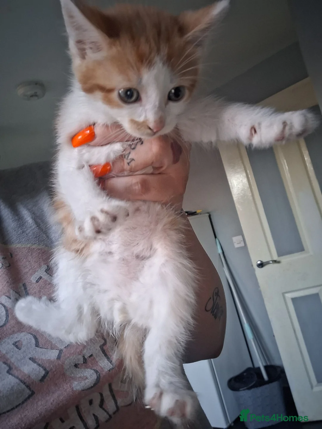 Mixed Breed cats for sale: Kittens  in Wolverhampton - Advert 2