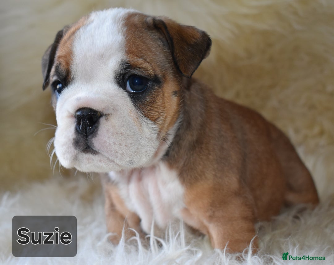 English Bulldog dogs for sale: Outstanding British Bulldogs NEIBULL Champ lines - Advert 12