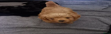 Pup 1