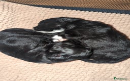 Maltipoo dogs for sale: Maltipoo  - Image 7